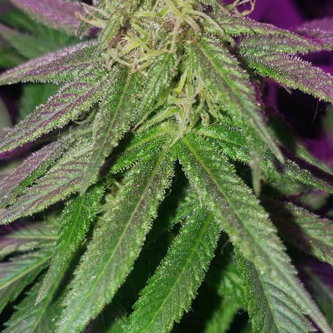 Grandaddy urkle growlog timeline photo