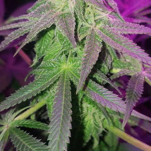 Tropical skunk growlog timeline photo