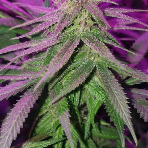 Grandaddy urkle growlog timeline photo