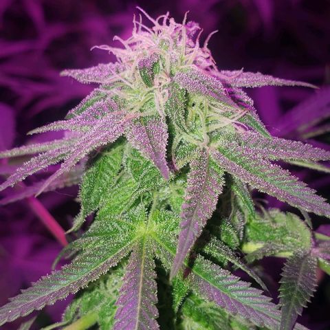 Tropical skunk growlog timeline photo