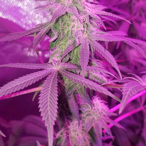 Tropical skunk growlog timeline photo