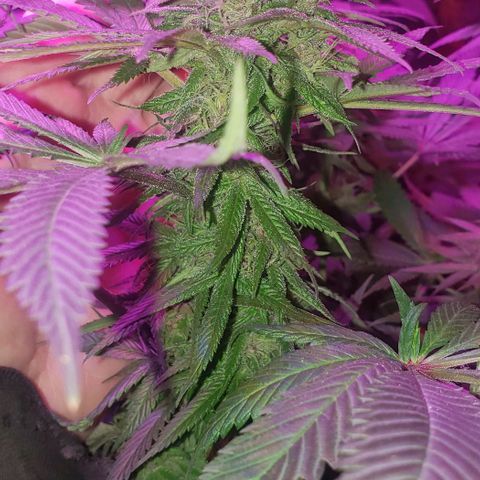 Grandaddy urkle growlog timeline photo