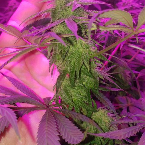 Tropical skunk growlog timeline photo