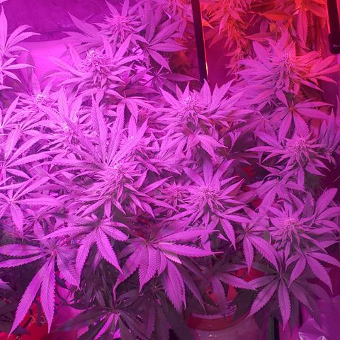 Grandaddy urkle growlog timeline photo