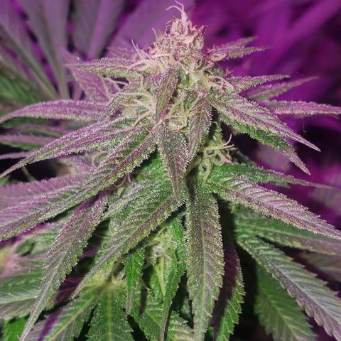 Grandaddy urkle growlog timeline photo