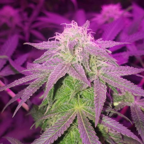 Tropical skunk growlog timeline photo