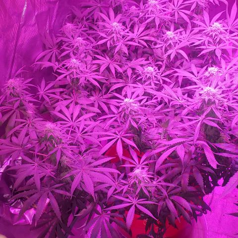 Tropical skunk growlog timeline photo