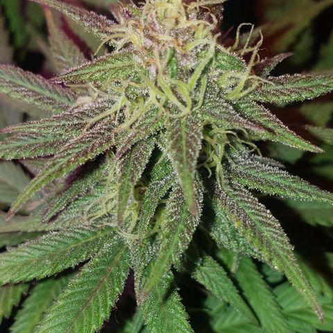 Tropical skunk growlog timeline photo