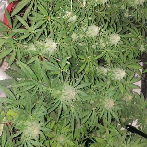 Tropical skunk growlog timeline photo