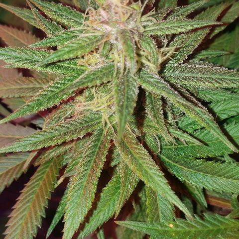 Tropical skunk growlog timeline photo