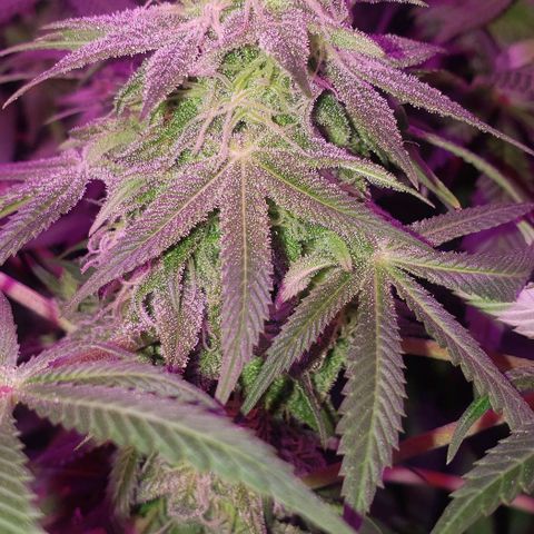 Tropical skunk growlog timeline photo