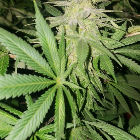 Grandaddy urkle growlog timeline photo