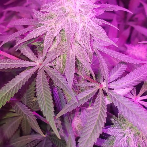 Tropical skunk growlog timeline photo