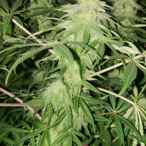 Tropical skunk growlog timeline photo