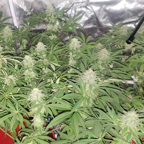 Tropical skunk growlog timeline photo