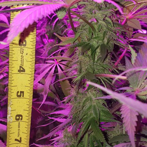 Grandaddy urkle growlog timeline photo