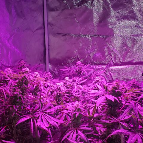 Grandaddy urkle growlog timeline photo