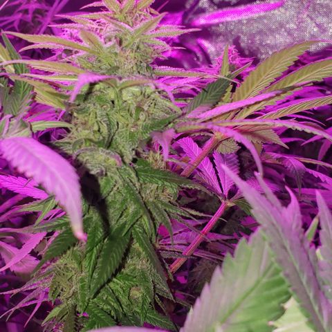 Grandaddy urkle growlog timeline photo