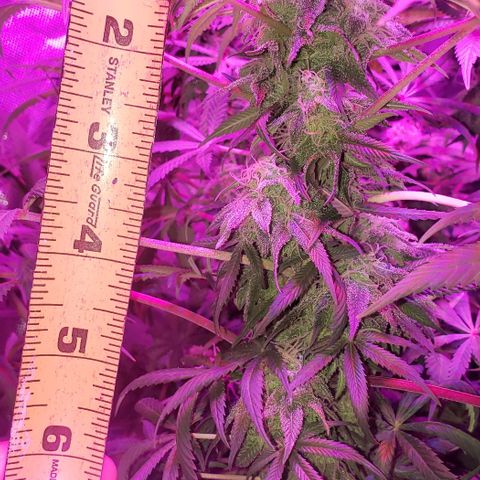 Tropical skunk growlog timeline photo