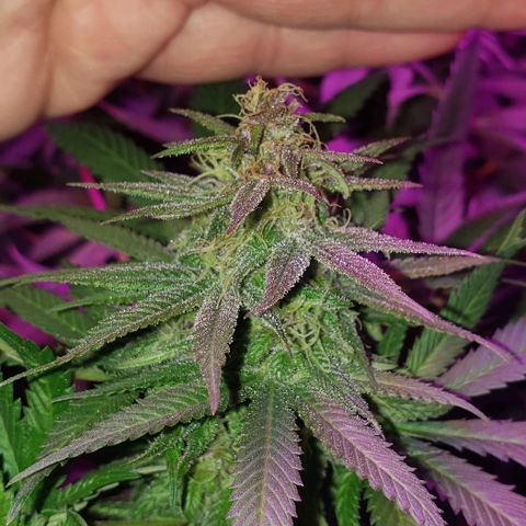 Grandaddy urkle growlog timeline photo