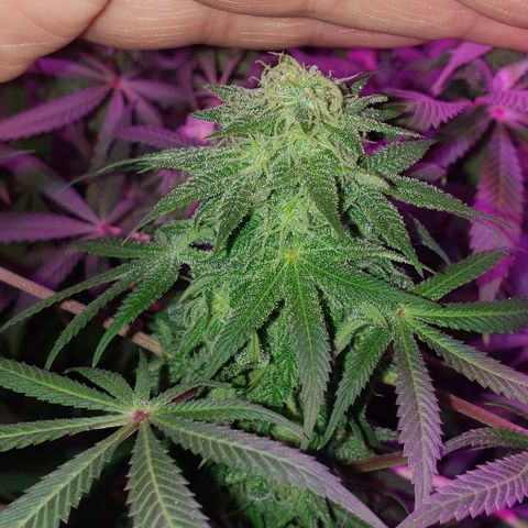 Tropical skunk growlog timeline photo