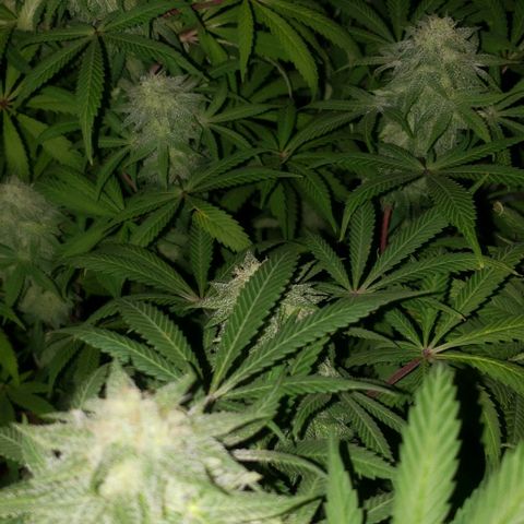 Tropical skunk growlog timeline photo