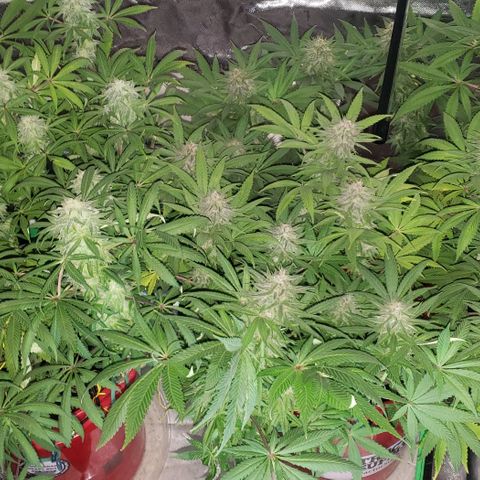 Grandaddy urkle growlog timeline photo
