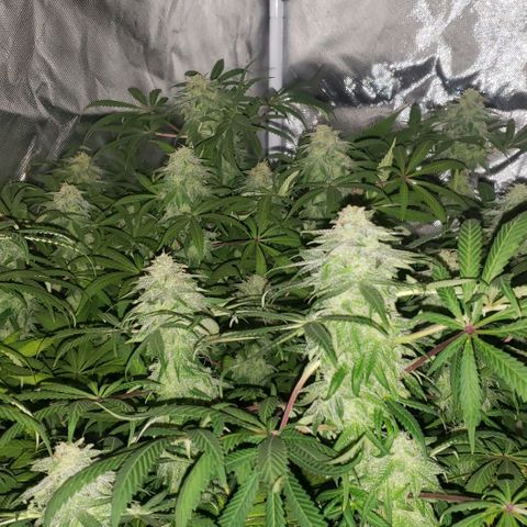 Tropical skunk growlog timeline photo