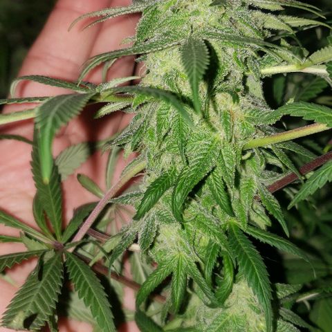 Tropical skunk growlog timeline photo