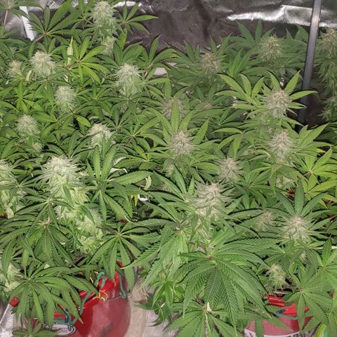 Tropical skunk growlog timeline photo