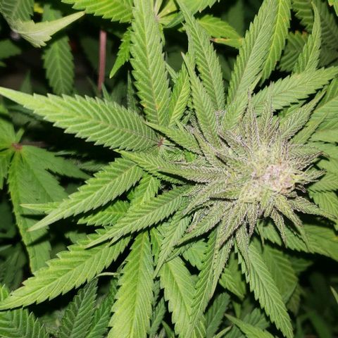 Tropical skunk growlog timeline photo