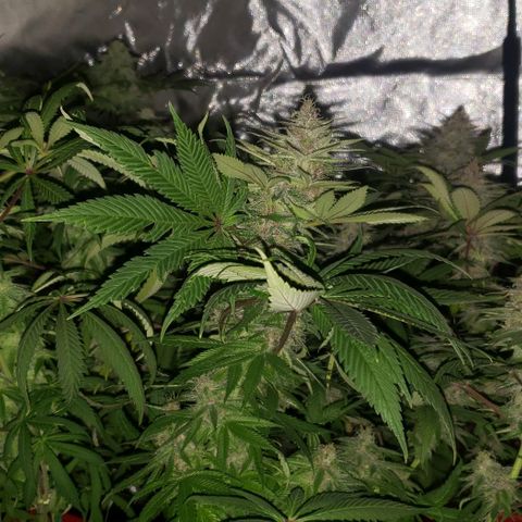 Tropical skunk growlog timeline photo