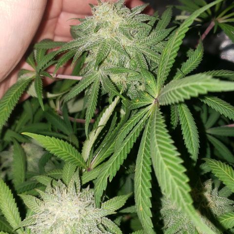 Tropical skunk growlog timeline photo