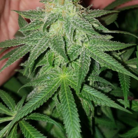 Tropical skunk growlog timeline photo