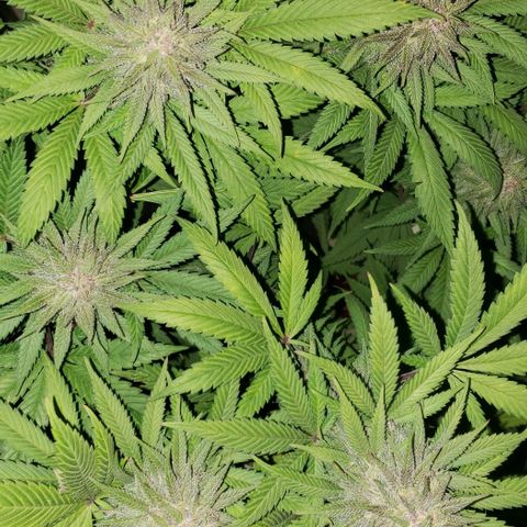 Tropical skunk growlog timeline photo