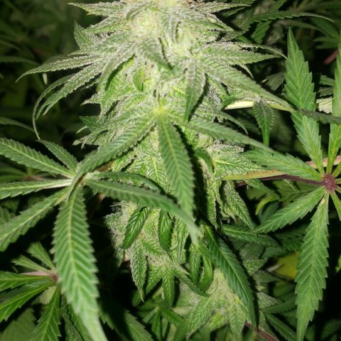 Tropical skunk growlog timeline photo