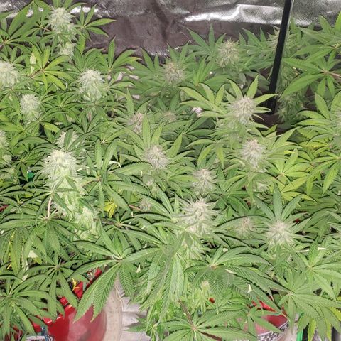 Tropical skunk growlog timeline photo