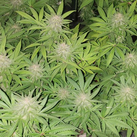 Tropical skunk growlog timeline photo