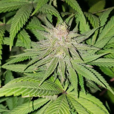 Tropical skunk growlog timeline photo