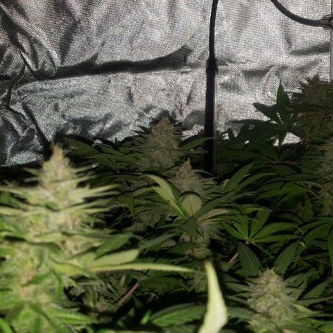 Tropical skunk growlog timeline photo