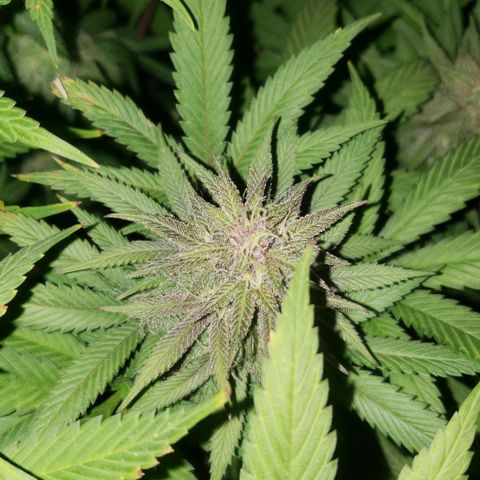 Tropical skunk growlog timeline photo