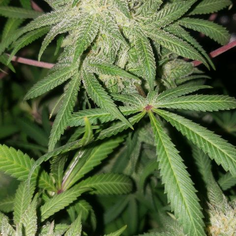 Tropical skunk growlog timeline photo