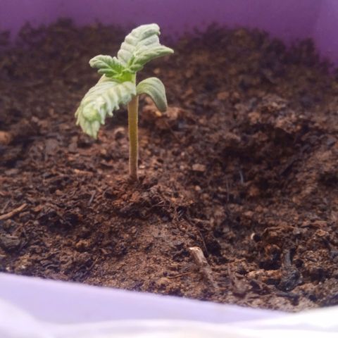 Afghani Gold growlog timeline photo