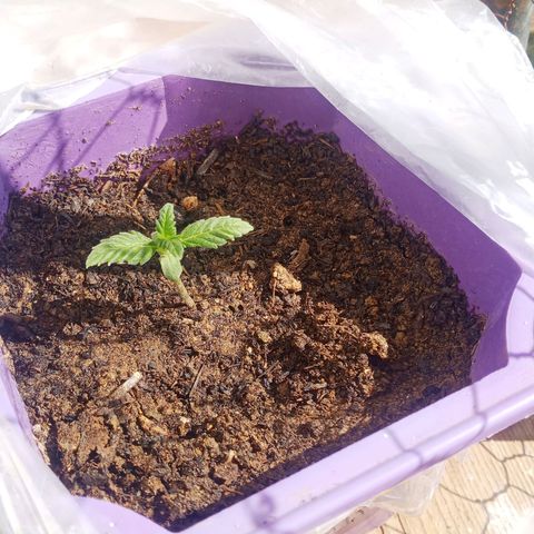 Afghani Gold growlog timeline photo