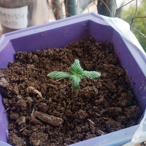 Afghani Gold growlog timeline photo