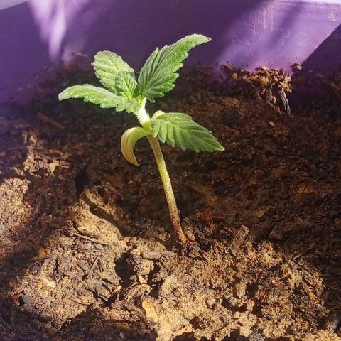 Afghani Gold growlog timeline photo