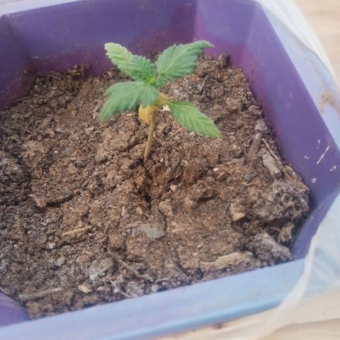 Afghani Gold growlog timeline photo