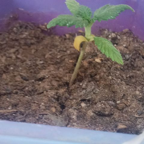 Afghani Gold growlog timeline photo