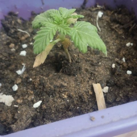 Afghani Gold growlog timeline photo