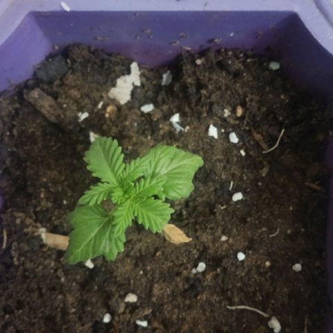Afghani Gold growlog timeline photo